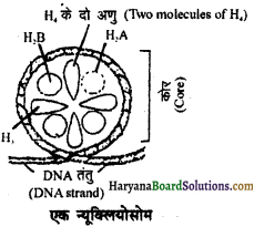 HBSE 11th Class Biology Important Questions Chapter 8 कोशिका जीवन की इकाई - 40