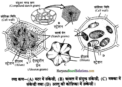 HBSE 11th Class Biology Important Questions Chapter 8 कोशिका जीवन की इकाई - 42