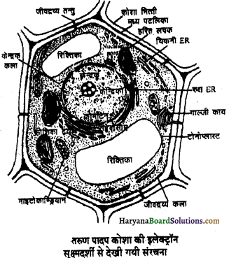 HBSE 11th Class Biology Important Questions Chapter 8 कोशिका जीवन की इकाई - 43