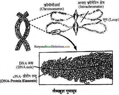 HBSE 11th Class Biology Important Questions Chapter 8 कोशिका जीवन की इकाई - 9