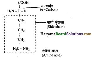 HBSE 11th Class Biology Important Questions Chapter 9 जैव अणु 6