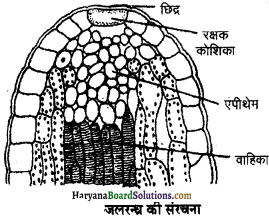 HBSE 11th Class Biology Important Questions Chapter 11 पौधों में परिवहन - 1
