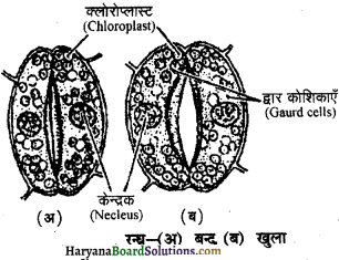 HBSE 11th Class Biology Important Questions Chapter 11 पौधों में परिवहन - 11