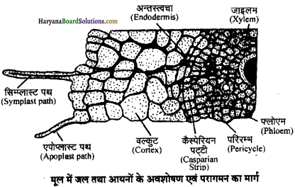 HBSE 11th Class Biology Important Questions Chapter 11 पौधों में परिवहन - 14