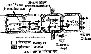 HBSE 11th Class Biology Important Questions Chapter 11 पौधों में परिवहन - 15