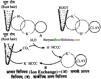 HBSE 11th Class Biology Important Questions Chapter 11 पौधों में परिवहन - 16