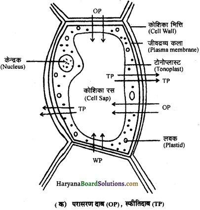 HBSE 11th Class Biology Important Questions Chapter 11 पौधों में परिवहन - 3