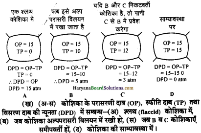 HBSE 11th Class Biology Important Questions Chapter 11 पौधों में परिवहन - 4