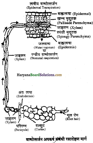 HBSE 11th Class Biology Important Questions Chapter 11 पौधों में परिवहन - 8