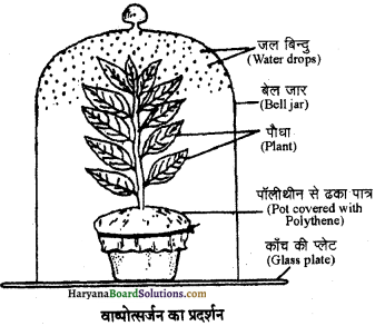 HBSE 11th Class Biology Important Questions Chapter 11 पौधों में परिवहन - 9