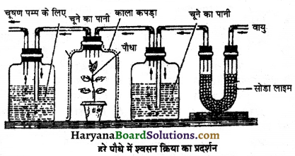 HBSE 11th Class Biology Important Questions Chapter 14 पादप में श्वसन 4