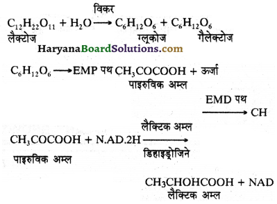HBSE 11th Class Biology Important Questions Chapter 14 पादप में श्वसन 7