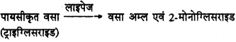 HBSE 11th Class Biology Important Questions Chapter 16 पाचन एवं अवशोषण 1