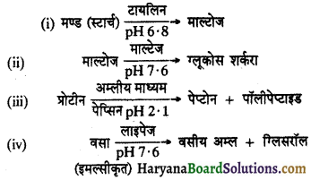 HBSE 11th Class Biology Important Questions Chapter 16 पाचन एवं अवशोषण 10