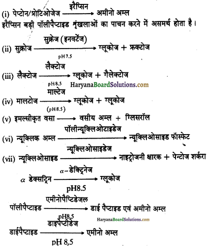 HBSE 11th Class Biology Important Questions Chapter 16 पाचन एवं अवशोषण - 15