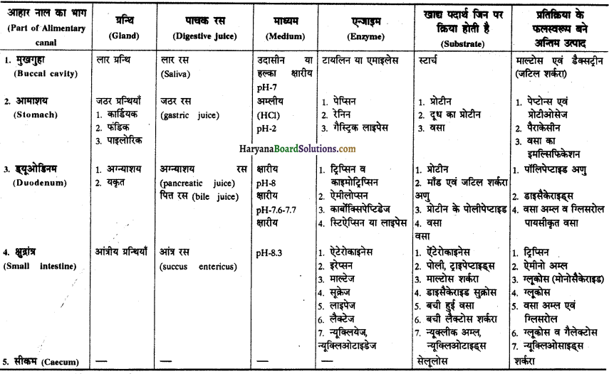 HBSE 11th Class Biology Important Questions Chapter 16 पाचन एवं अवशोषण - 17