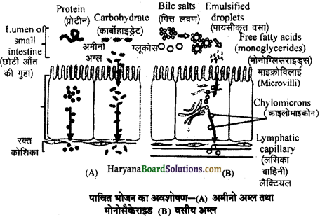HBSE 11th Class Biology Important Questions Chapter 16 पाचन एवं अवशोषण - 18