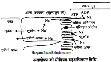 HBSE 11th Class Biology Important Questions Chapter 16 पाचन एवं अवशोषण - 19