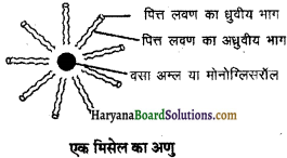 HBSE 11th Class Biology Important Questions Chapter 16 पाचन एवं अवशोषण - 20