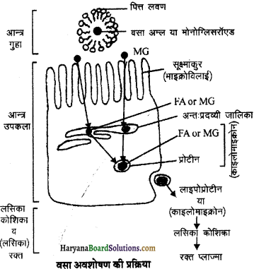 HBSE 11th Class Biology Important Questions Chapter 16 पाचन एवं अवशोषण - 21