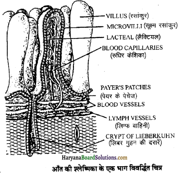 HBSE 11th Class Biology Important Questions Chapter 16 पाचन एवं अवशोषण - 22