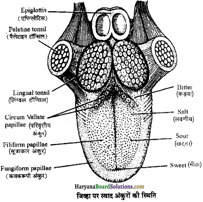 HBSE 11th Class Biology Important Questions Chapter 16 पाचन एवं अवशोषण - 4