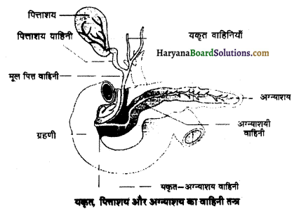 HBSE 11th Class Biology Important Questions Chapter 16 पाचन एवं अवशोषण 6