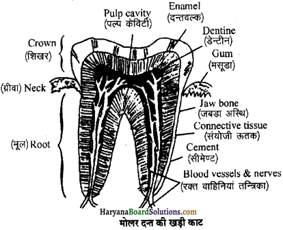 HBSE 11th Class Biology Important Questions Chapter 16 पाचन एवं अवशोषण - 7