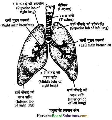 HBSE 11th Class Biology Important Questions Chapter 17 श्वसन और गैसों का विनिमय 9
