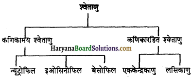 HBSE 11th Class Biology Important Questions Chapter 18 शरीर द्रव तथा परिसंचणर 1
