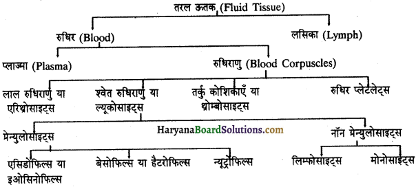 HBSE 11th Class Biology Important Questions Chapter 18 शरीर द्रव तथा परिसंचणर 10