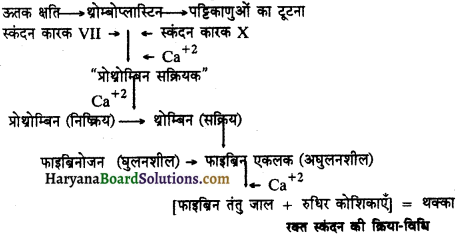 HBSE 11th Class Biology Important Questions Chapter 18 शरीर द्रव तथा परिसंचणर 12