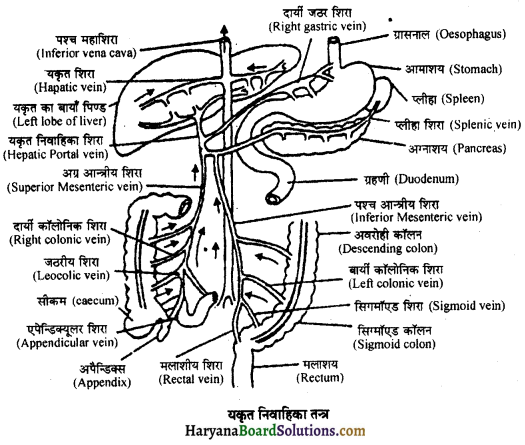 HBSE 11th Class Biology Important Questions Chapter 18 शरीर द्रव तथा परिसंचणर 13