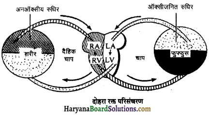 HBSE 11th Class Biology Important Questions Chapter 18 शरीर द्रव तथा परिसंचणर 14