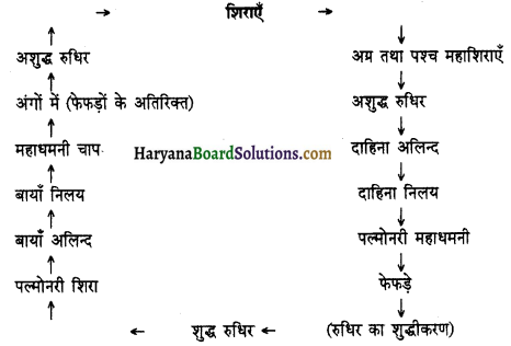 HBSE 11th Class Biology Important Questions Chapter 18 शरीर द्रव तथा परिसंचणर 15