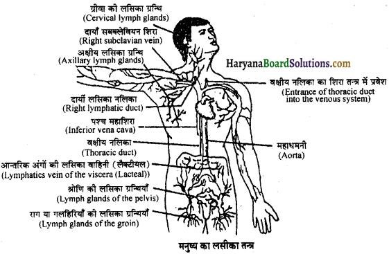 HBSE 11th Class Biology Important Questions Chapter 18 शरीर द्रव तथा परिसंचणर 16