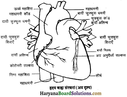 HBSE 11th Class Biology Important Questions Chapter 18 शरीर द्रव तथा परिसंचणर 2