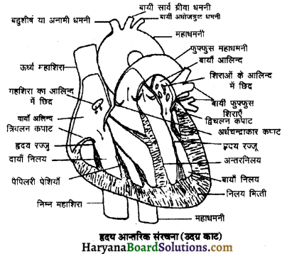 HBSE 11th Class Biology Important Questions Chapter 18 शरीर द्रव तथा परिसंचणर 3