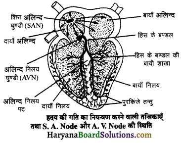 HBSE 11th Class Biology Important Questions Chapter 18 शरीर द्रव तथा परिसंचणर 4