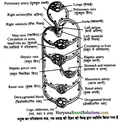 HBSE 11th Class Biology Important Questions Chapter 18 शरीर द्रव तथा परिसंचणर 6