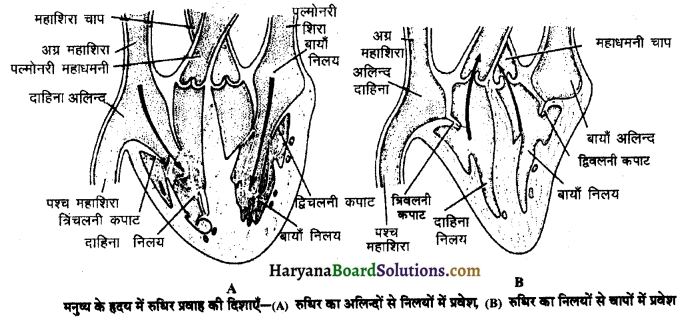 HBSE 11th Class Biology Important Questions Chapter 18 शरीर द्रव तथा परिसंचणर 8
