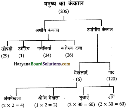 HBSE 11th Class Biology Important Questions Chapter 20 गमन एवं संचलन 1