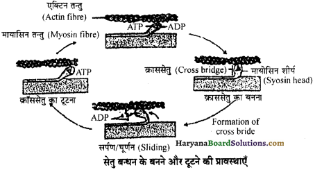 HBSE 11th Class Biology Important Questions Chapter 20 गमन एवं संचलन 10