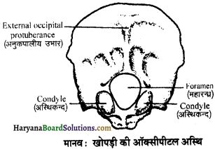 HBSE 11th Class Biology Important Questions Chapter 20 गमन एवं संचलन - 10