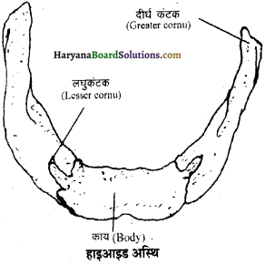 HBSE 11th Class Biology Important Questions Chapter 20 गमन एवं संचलन - 12