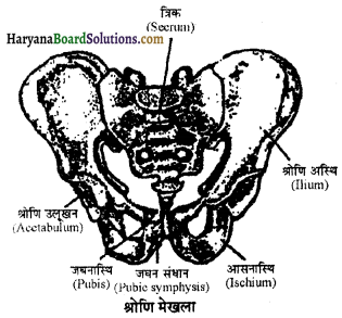 HBSE 11th Class Biology Important Questions Chapter 20 गमन एवं संचलन 2
