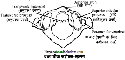 HBSE 11th Class Biology Important Questions Chapter 20 गमन एवं संचलन - 2