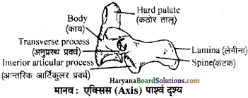 HBSE 11th Class Biology Important Questions Chapter 20 गमन एवं संचलन - 3