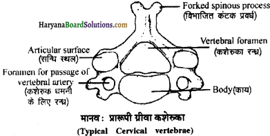 HBSE 11th Class Biology Important Questions Chapter 20 गमन एवं संचलन - 4