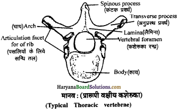HBSE 11th Class Biology Important Questions Chapter 20 गमन एवं संचलन - 5